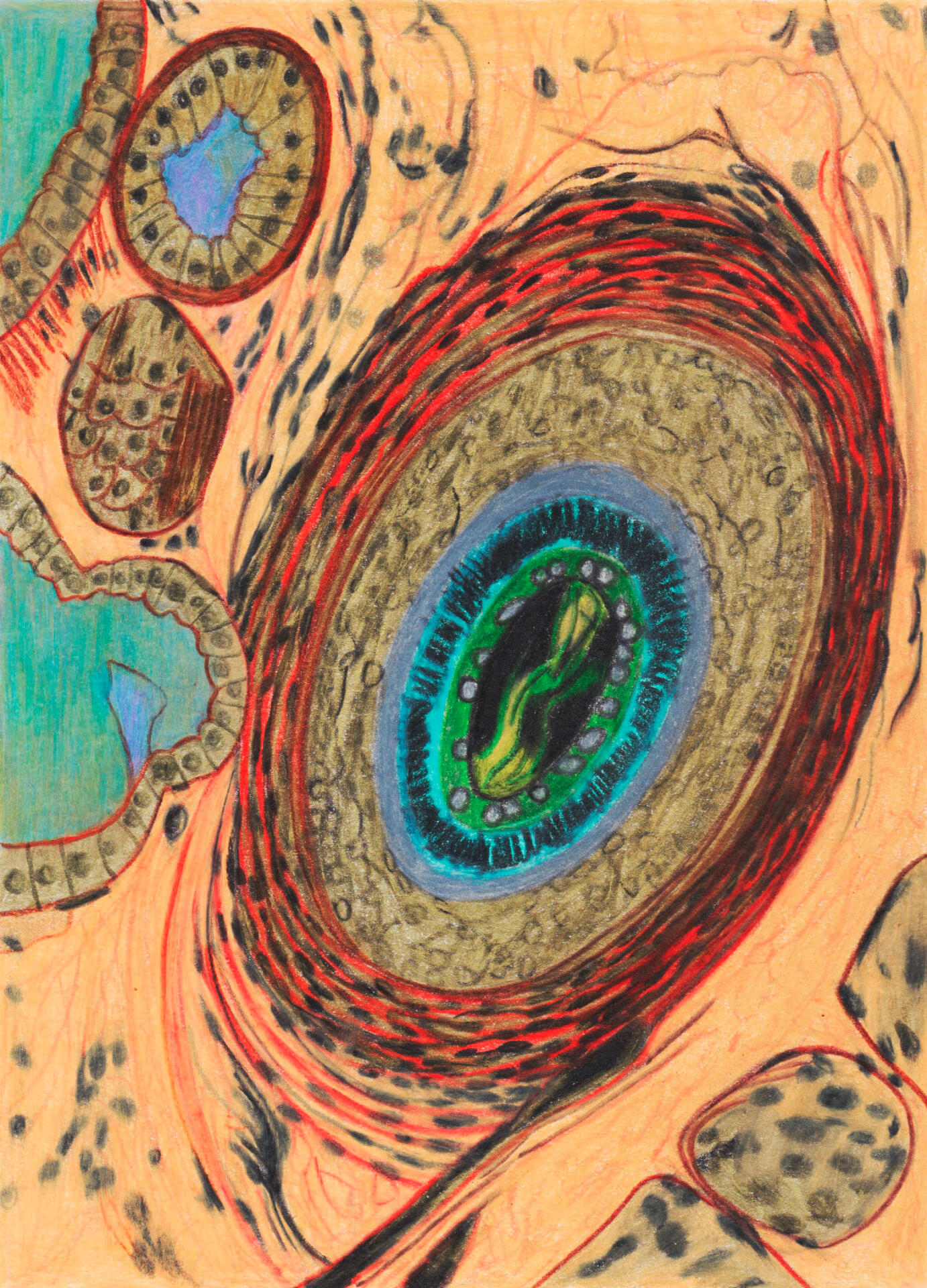 Sudoripare - Dessin aux crayons de couleur - Drawing - Colored